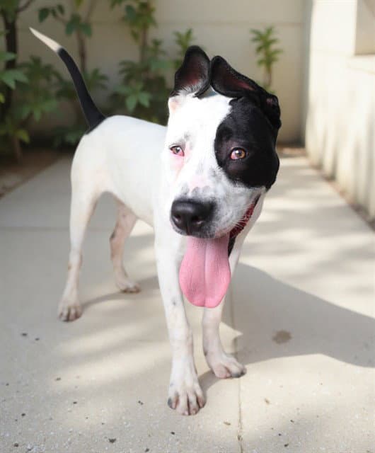 Billie - Pit Bull Terrier