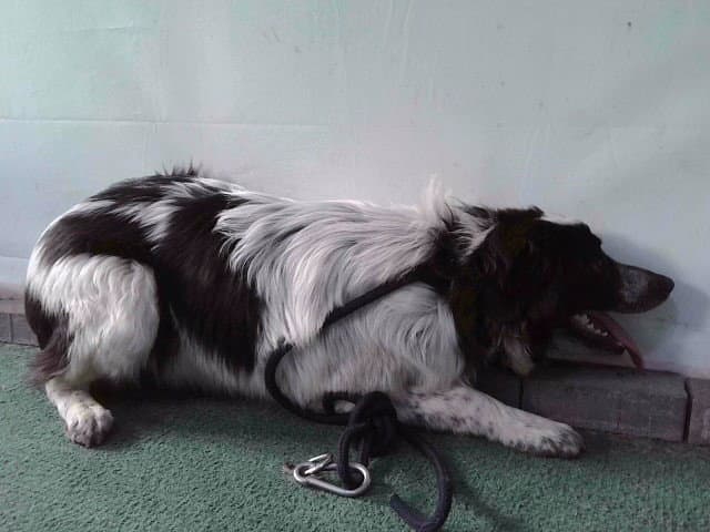 Sabrina - Australian Shepherd