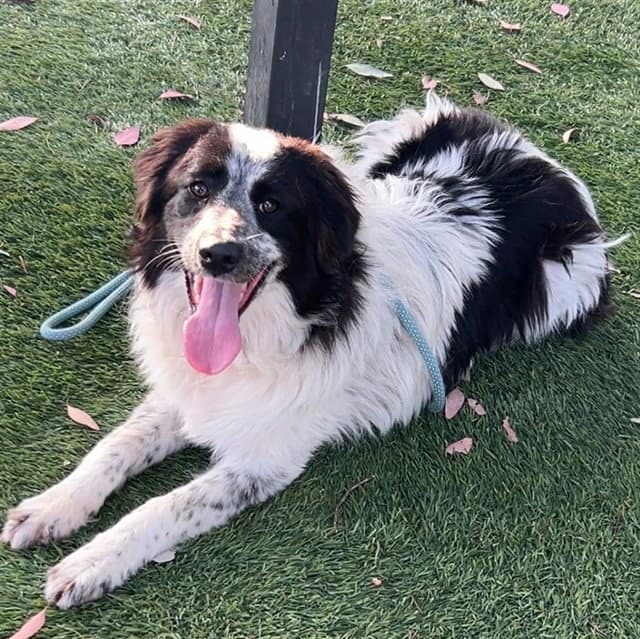 Sabrina - Australian Shepherd