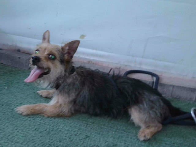 Unknown - Yorkshire Terrier Yorkie