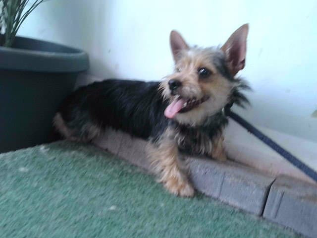 Unknown - Yorkshire Terrier Yorkie