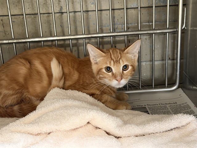 Unknown - Domestic Short Hair