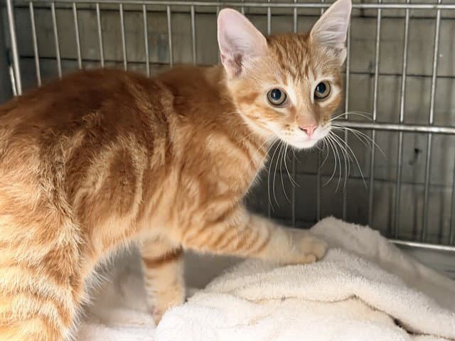 Unknown - Domestic Short Hair