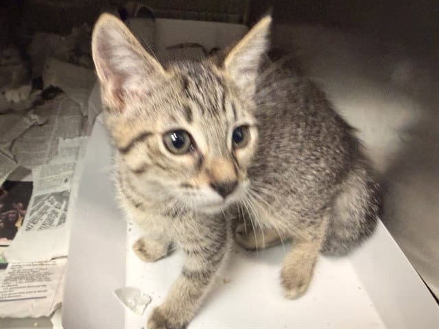 Unknown - Domestic Medium Hair
