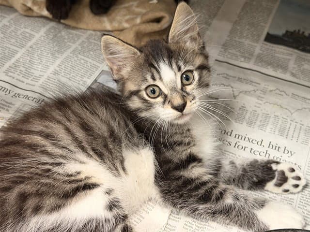 Unknown - Domestic Short Hair