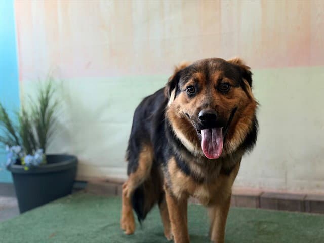 Rags Malone - German Shepherd Dog