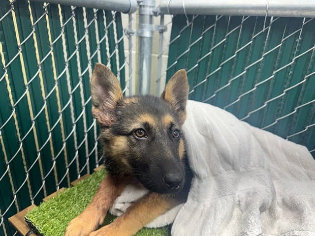 Rio - German Shepherd Dog