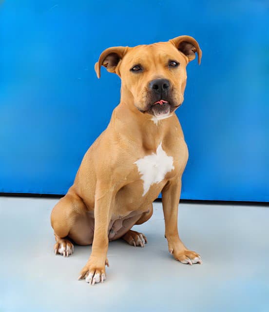 Mona - Pit Bull Terrier