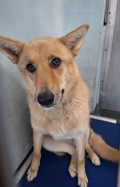 Chloe - Carolina Dog