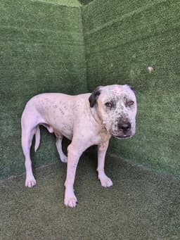 Capone image 1