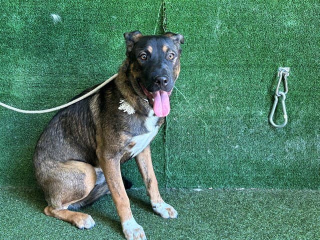 Bear - German Shepherd Dog