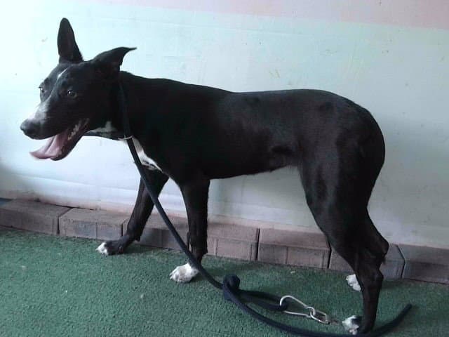 June - Australian Kelpie