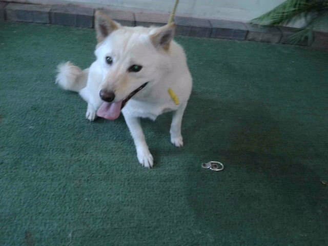 Qq - Shiba Inu