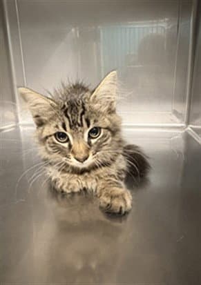 Muskateer - Domestic Medium Hair