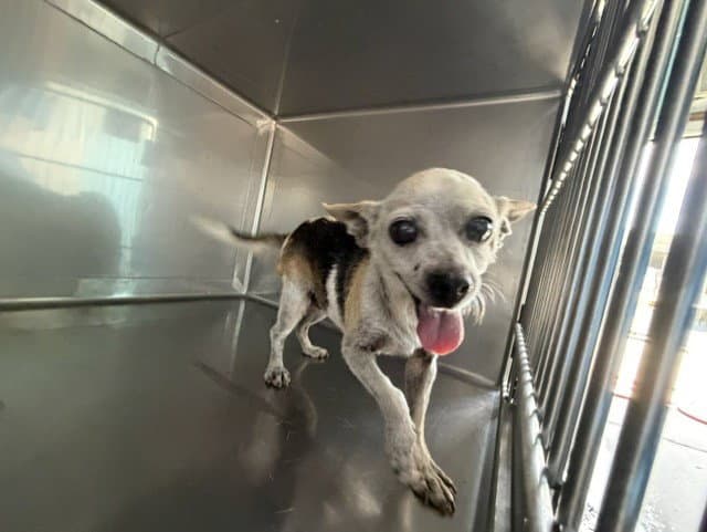 Unknown - Chihuahua