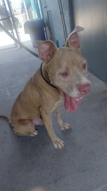 Unknown - Pit Bull Terrier