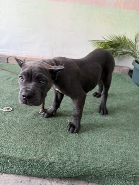 Unknown - Cane Corso Mastiff