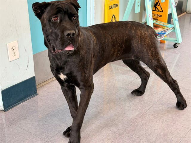 Unknown - Cane Corso Mastiff