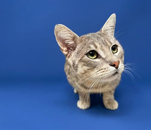 Freddie - Domestic Short Hair
