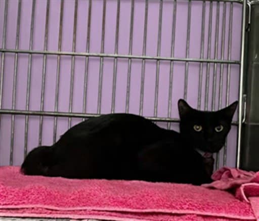 Raben - Domestic Short Hair