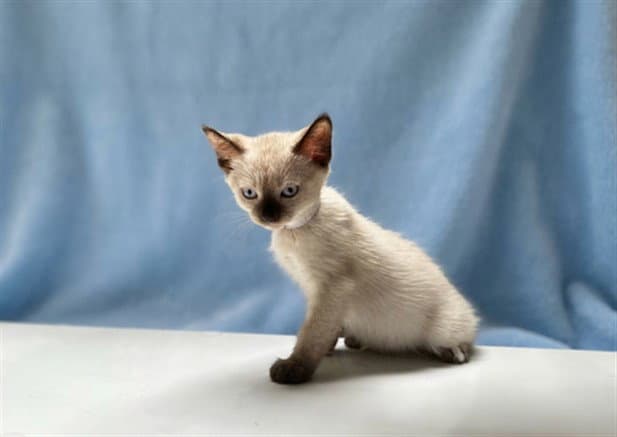 Unknown - Domestic Short Hair