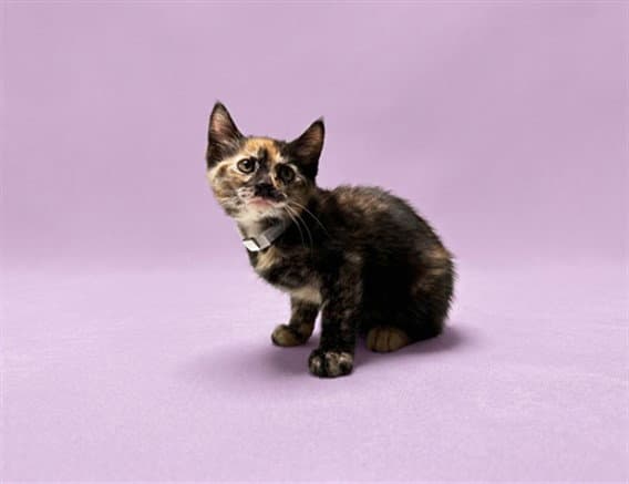 Unknown - Domestic Short Hair