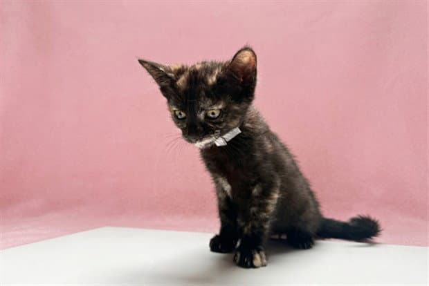 Unknown - Domestic Short Hair