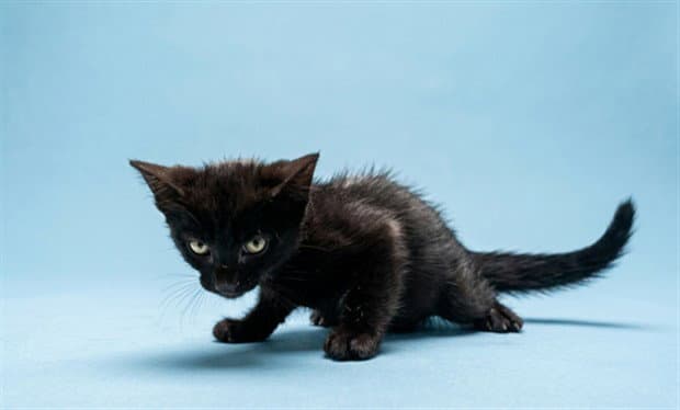 Unknown - Domestic Short Hair