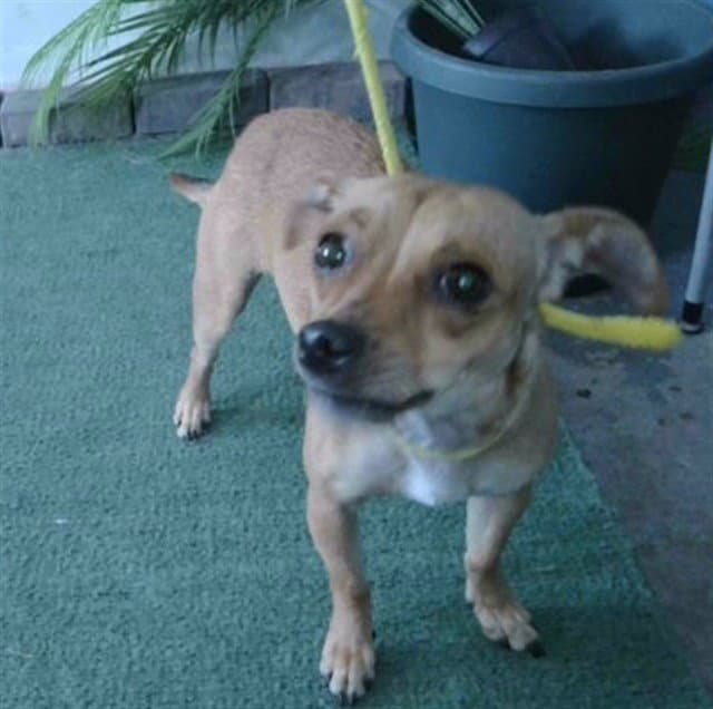 Tom - Chihuahua