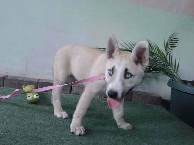 Bliss - Siberian Husky