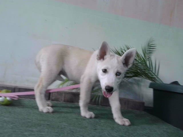 Buttercup - Siberian Husky