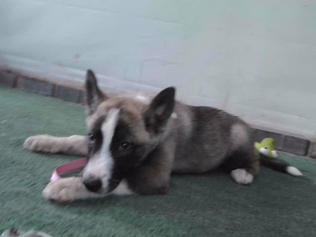 Bubbles - Siberian Husky
