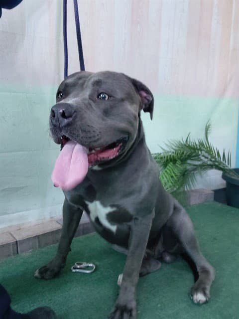Pressure - Pit Bull Terrier