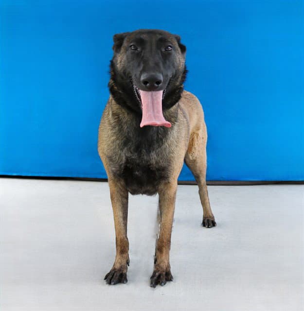 Sasha - Belgian Shepherd Malinois