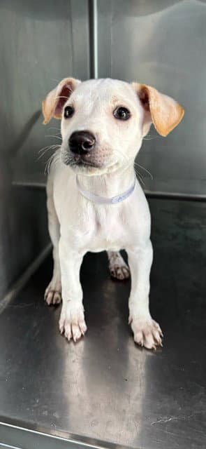 Stella - Chihuahua