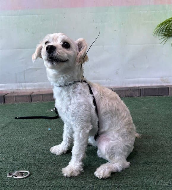 Lucky - Maltese