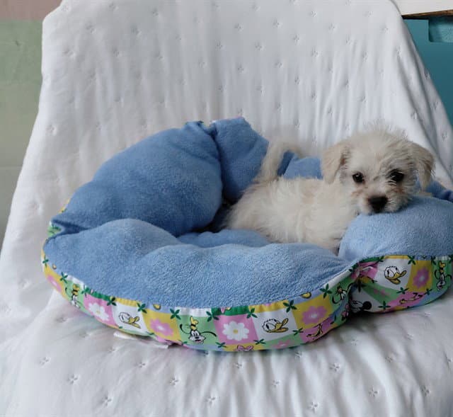 Unknown - Maltese