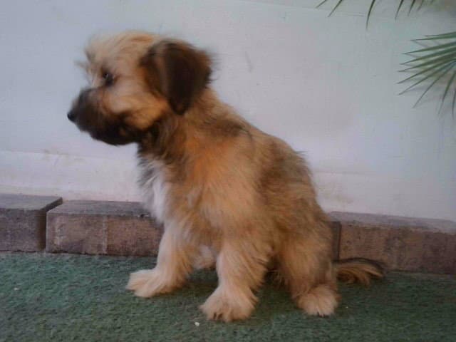 Brunhilde - Terrier