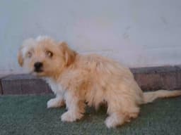 Anneliese image 1