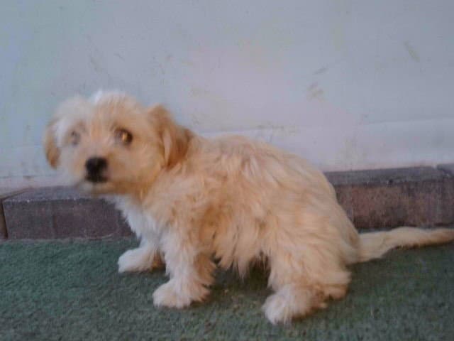 Anneliese - Terrier
