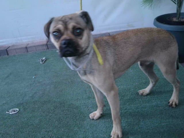 William - Pug