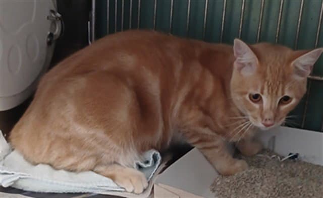 Garfield - Domestic Short Hair