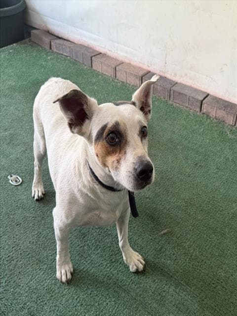 Ghost - Jack Russell Terrier (Parson Russell Terrier)