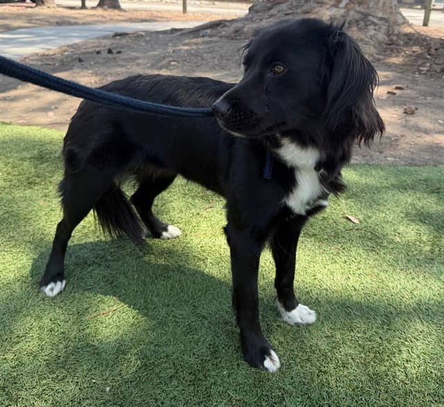 Pepper - Border Collie