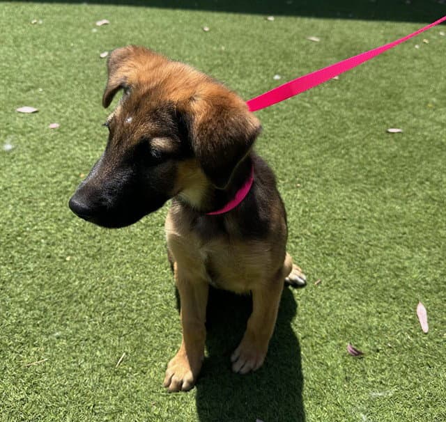Gia - German Shepherd Dog