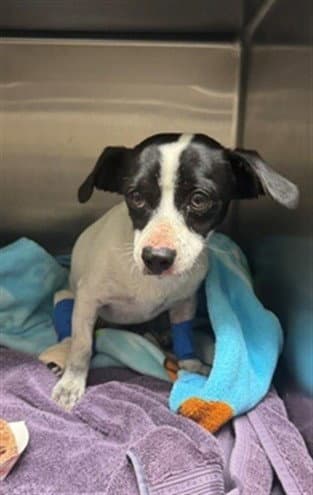 Crimson - Jack Russell Terrier (Parson Russell Terrier)