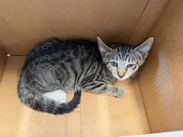Mimi - Domestic Short Hair