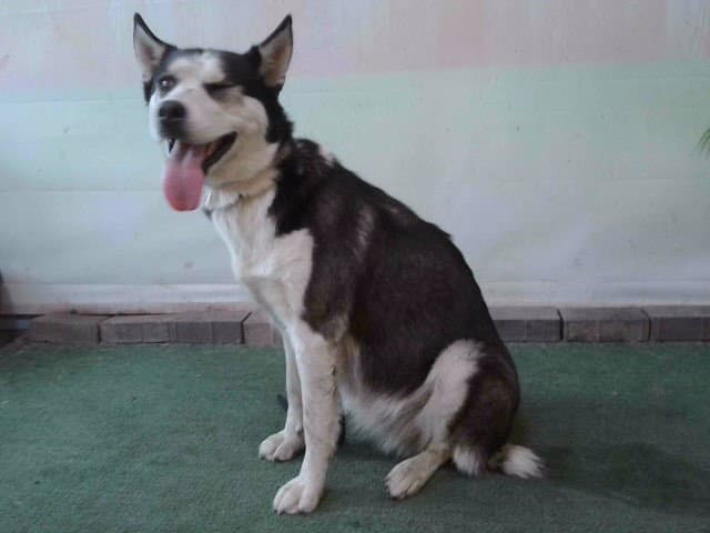 Summer - Siberian Husky