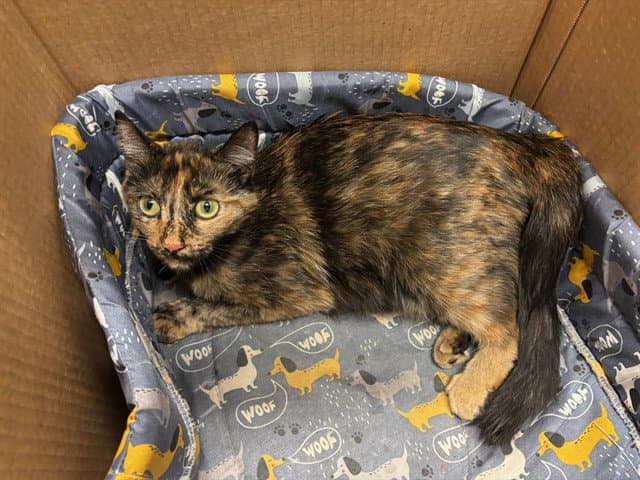 Unknown - Domestic Short Hair