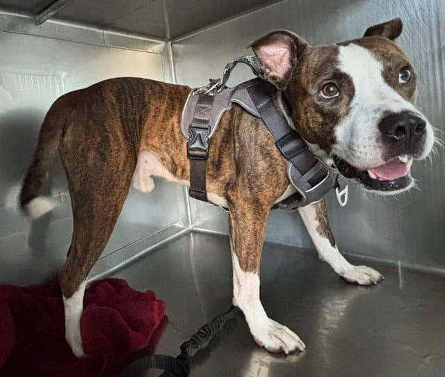 Brass - Pit Bull Terrier